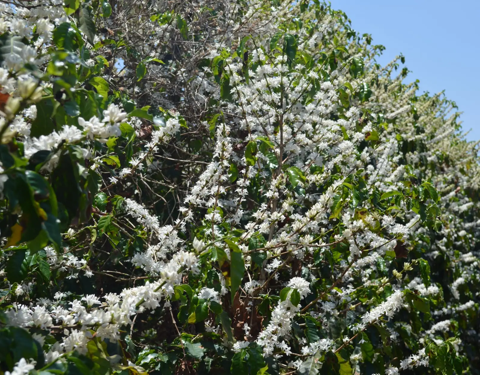 Cerrado-Nature-Crible-1718