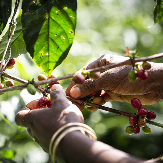 produit café kaffa variété 74110