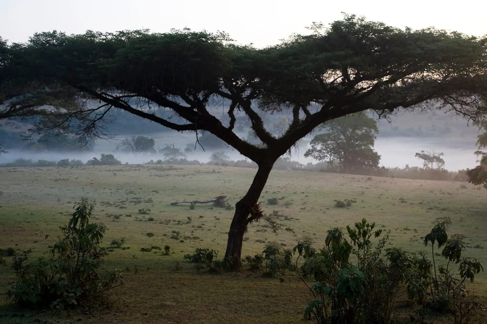 jimma-ethiopie-brulerie_moka