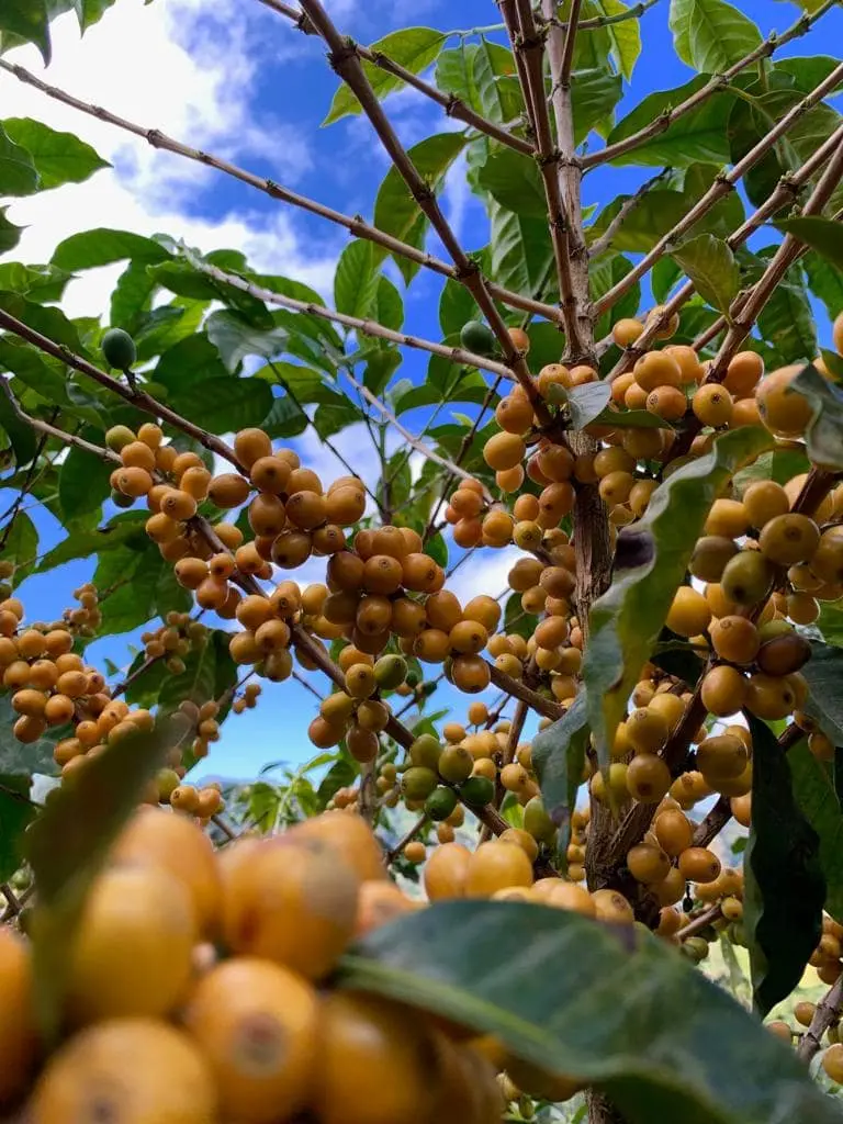 Pictures-Yellow-cherries-_1_-min Yellow-pacamara-nicaragua-brulerie_moka