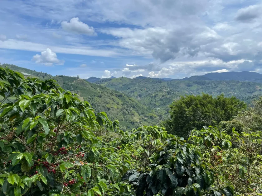 Palestina - Colombie – Image 3