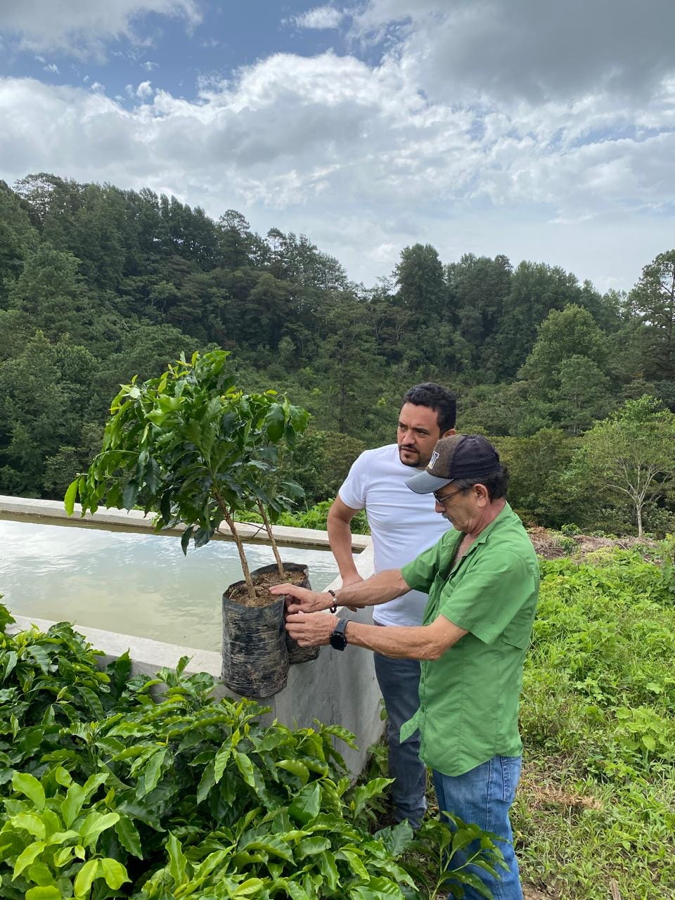 Zapote - Honduras – Image 3