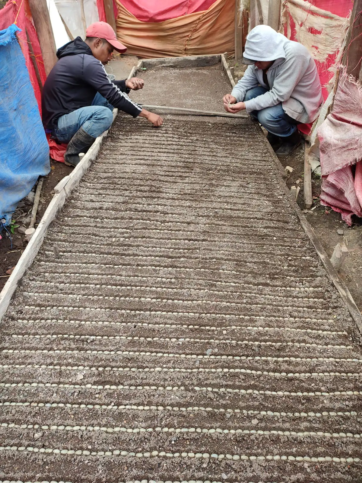vivero-de-café-variedad-maracaturra-finca-idealista-_1_-_1_