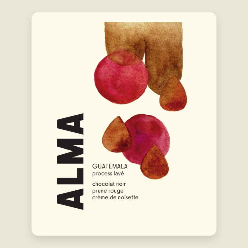 Alma – Guatemala : café de spécialité torréfié à Marseille, Brûlerie MÖKA