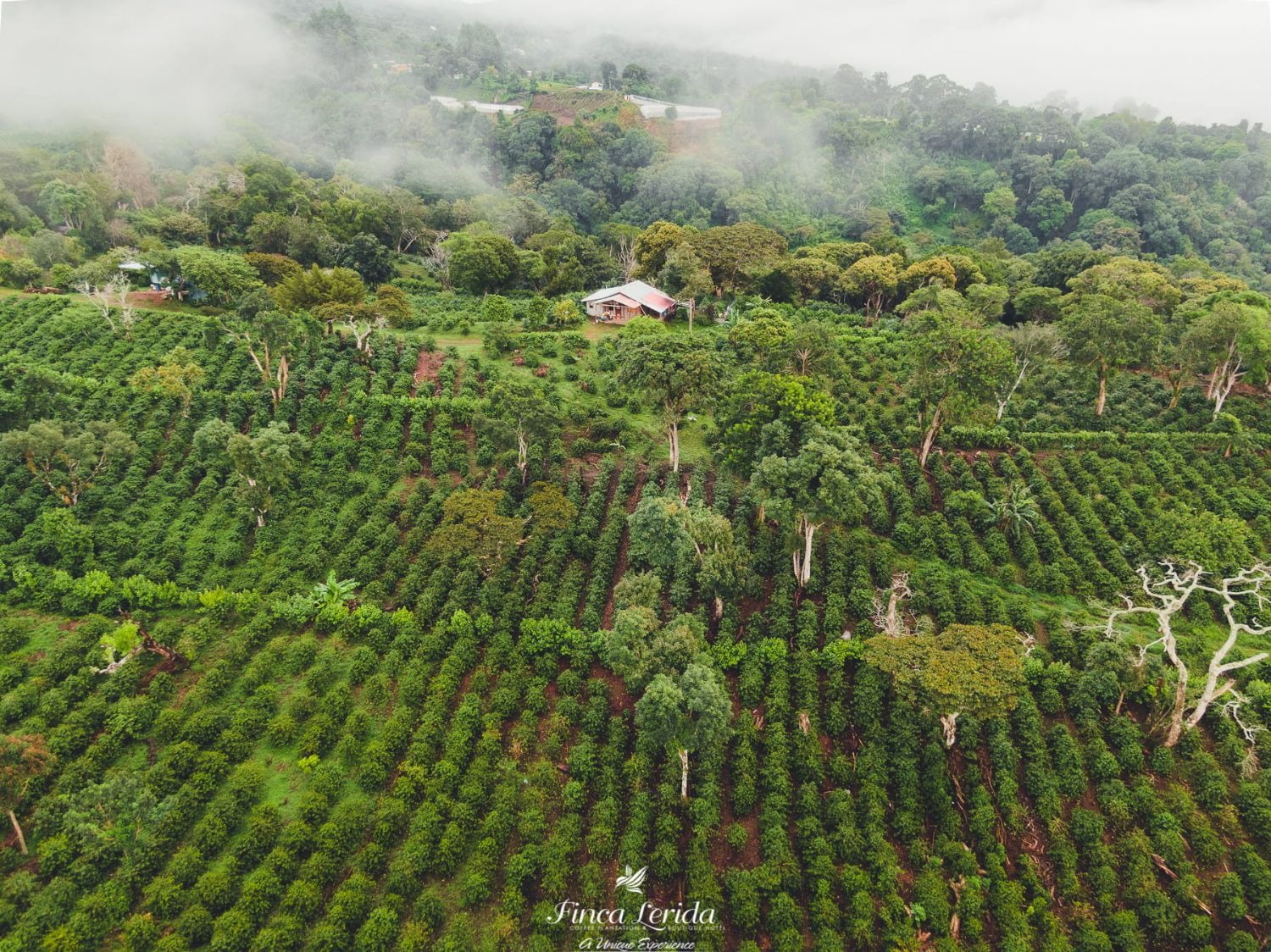 La maison de la finca Lerida dans la brume, au milieu des caféiers