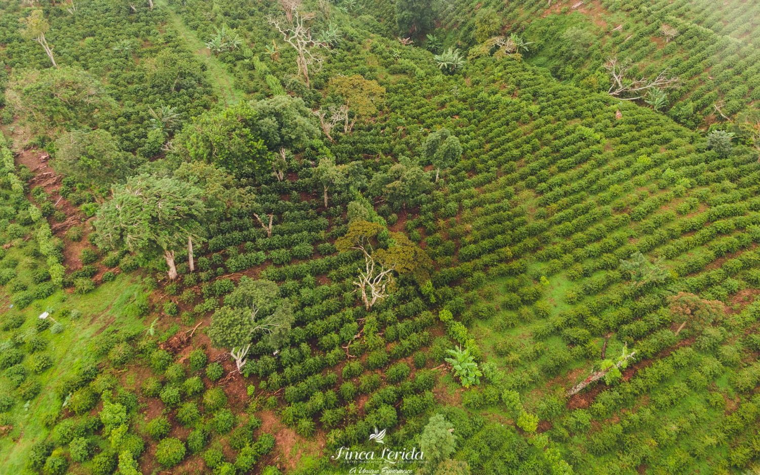 Caféiers à l’ombre des grands arbres, finca Lerida