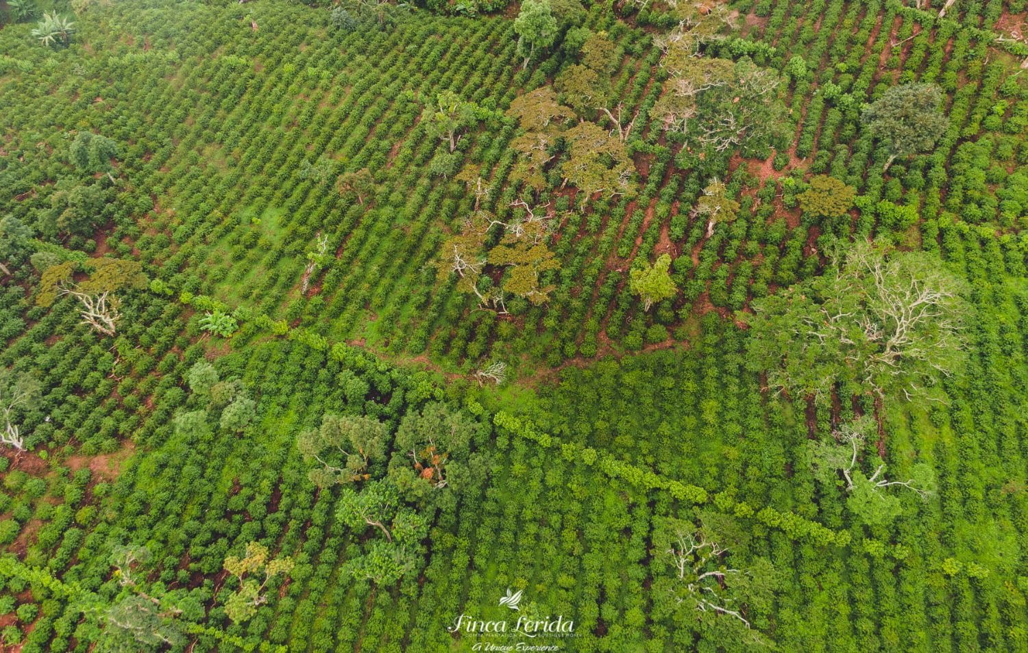 Rangs de caféiers sur les pentes de la finca Lerida