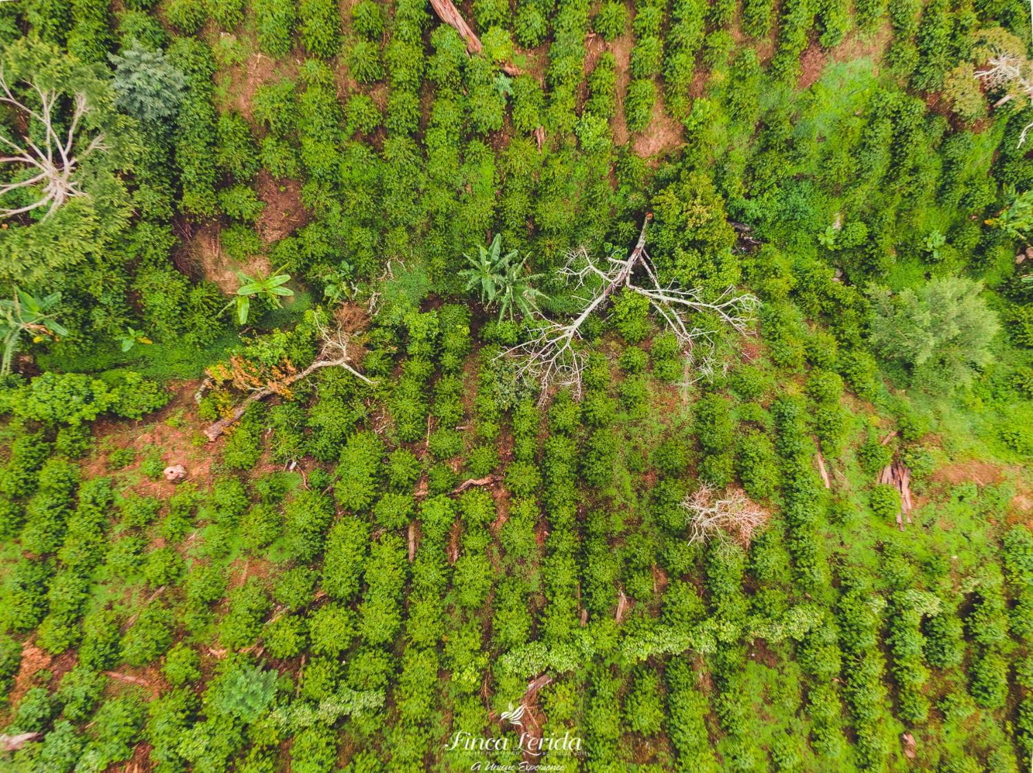 Les caféiers de Lerida vus du ciel